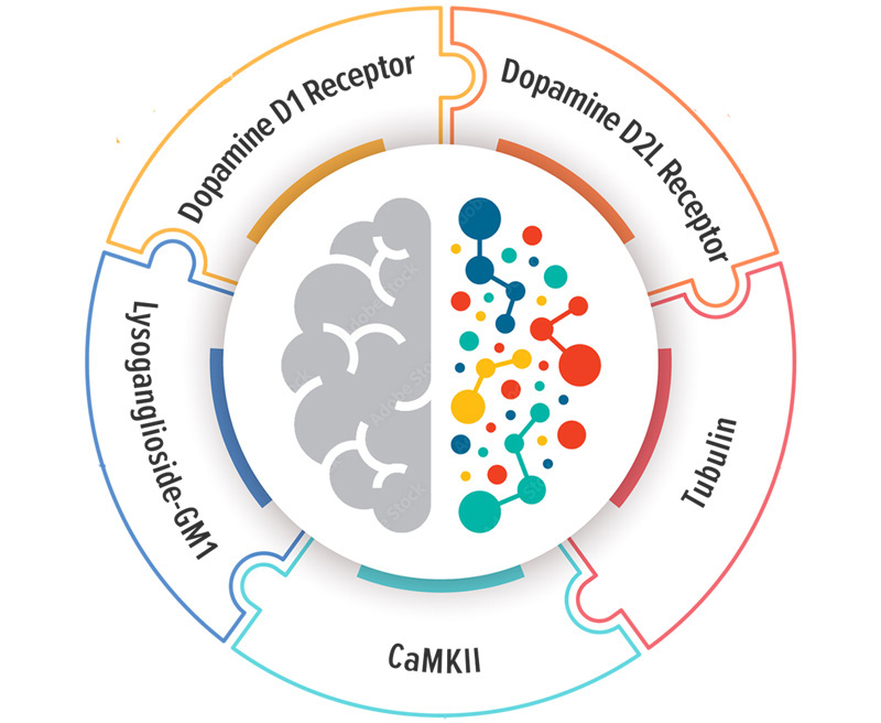 Autoimmune Encephalitis - Brain Panel Testing