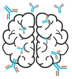 Immune system attacks the brain