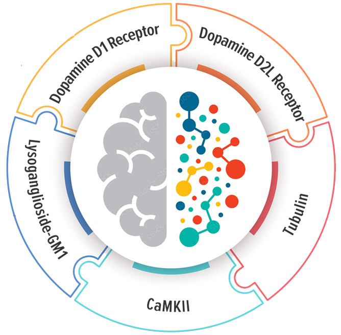 Autoimmune Brain Panel Antibodies